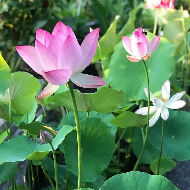 Lotus Samen | 10 Stück | Bunte Wasserpflanzen für Teich & Bonsai-Schale | Mehrjährig