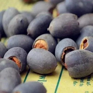 Lotus Samen | 10 Stück | Bunte Wasserpflanzen für Teich & Bonsai-Schale | Mehrjährig