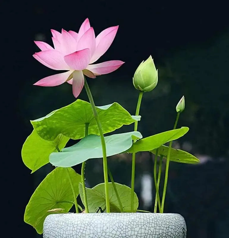 Lotus Samen | 10 Stück | Bunte Wasserpflanzen für Teich & Bonsai-Schale | Mehrjährig