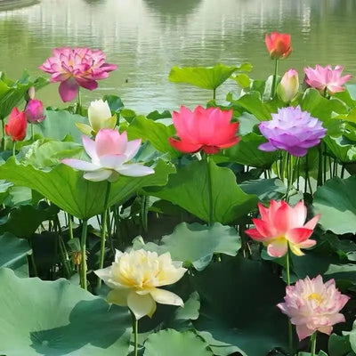 Lotus Samen | 10 Stück | Bunte Wasserpflanzen für Teich & Bonsai-Schale | Mehrjährig