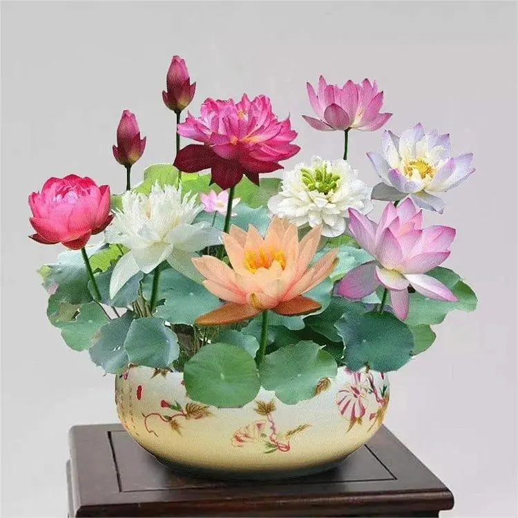 Lotus Samen | 10 Stück | Bunte Wasserpflanzen für Teich & Bonsai-Schale | Mehrjährig