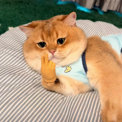 PfotenSpiel™ Wackeln Fangen Zuschnappen