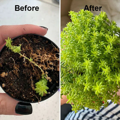 2+1 Gratis | PflanzenKraft™ Natürlicher Wachstumsboost